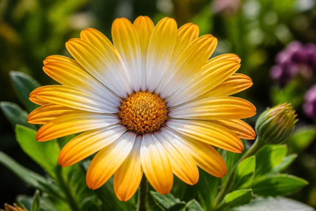 découvrez la dimorphoteca, une fleur aux couleurs éclatantes idéale pour illuminer votre jardin et apporter une touche de gaieté tout au long de la saison.