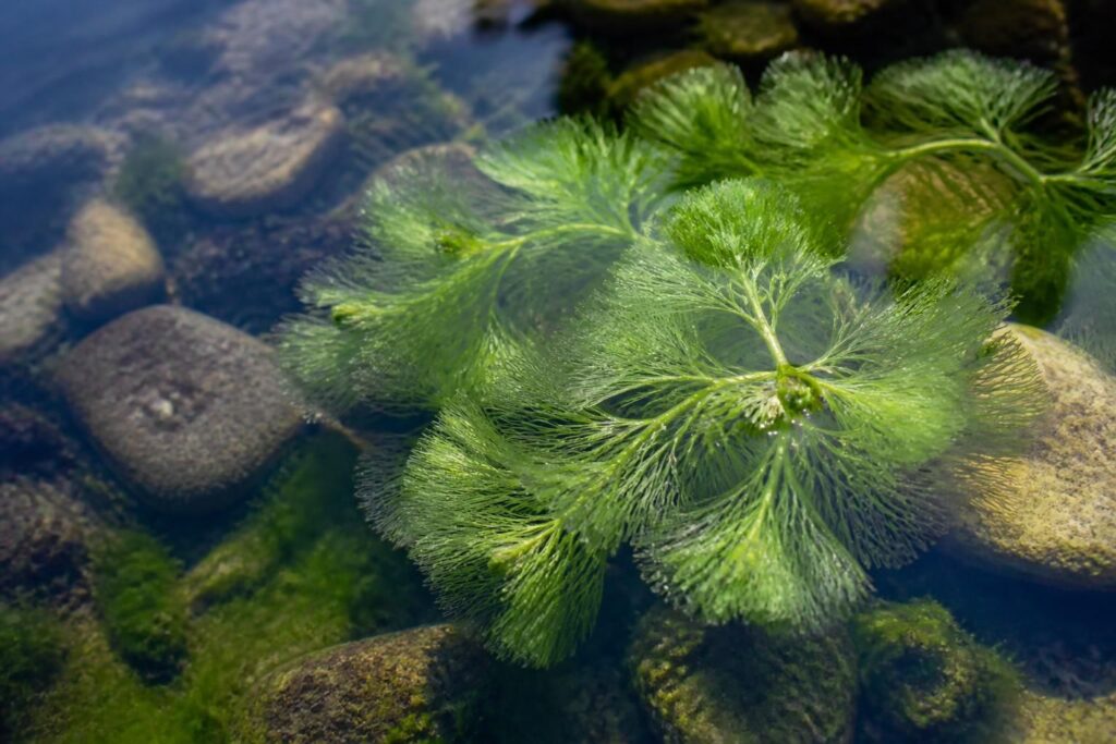 découvrez le dragon d’eau, une plante aquatique décorative unique, et apprenez à bien l’entretenir pour sublimer votre espace aquatique.